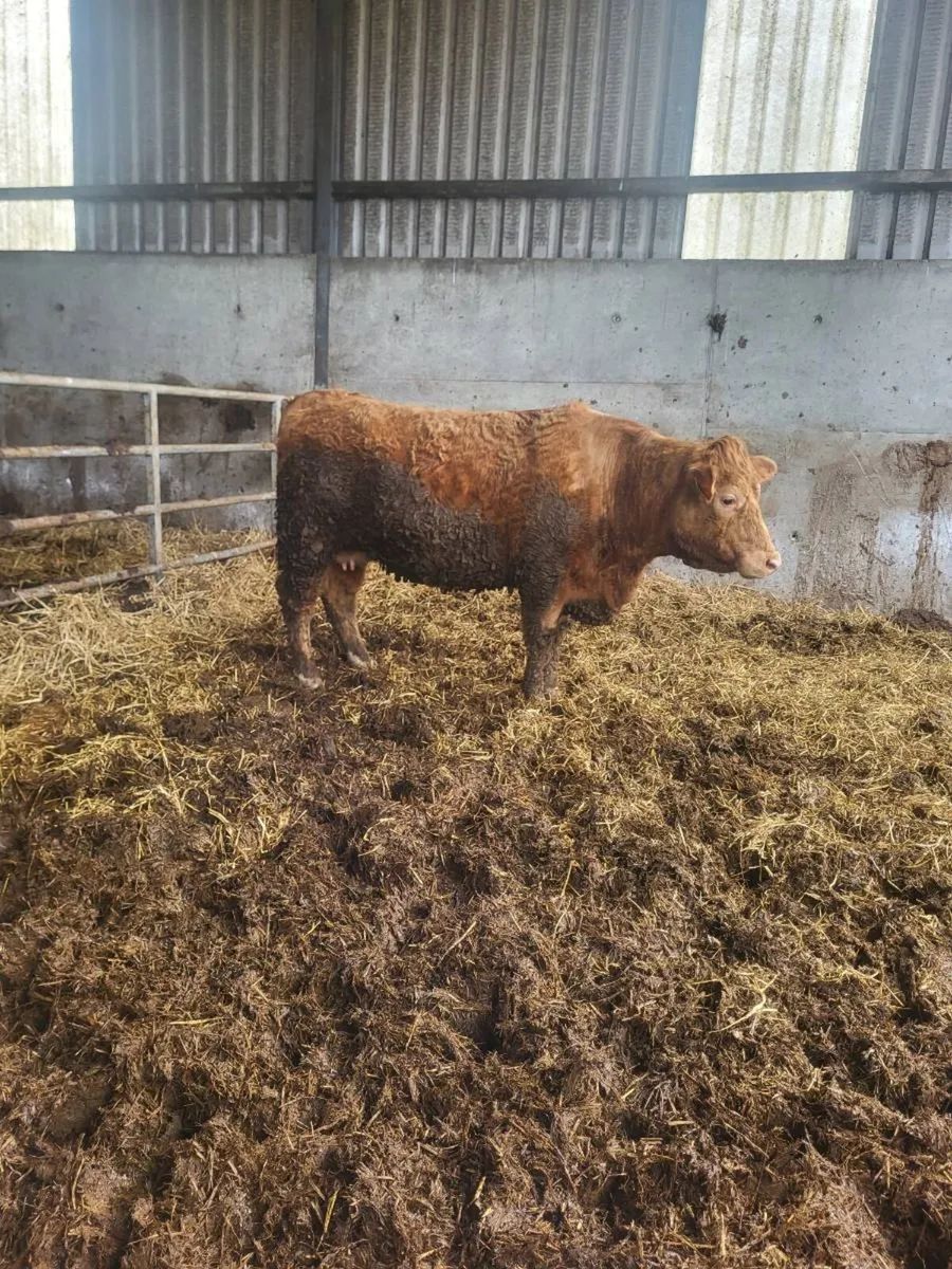 springer heifer - Image 2