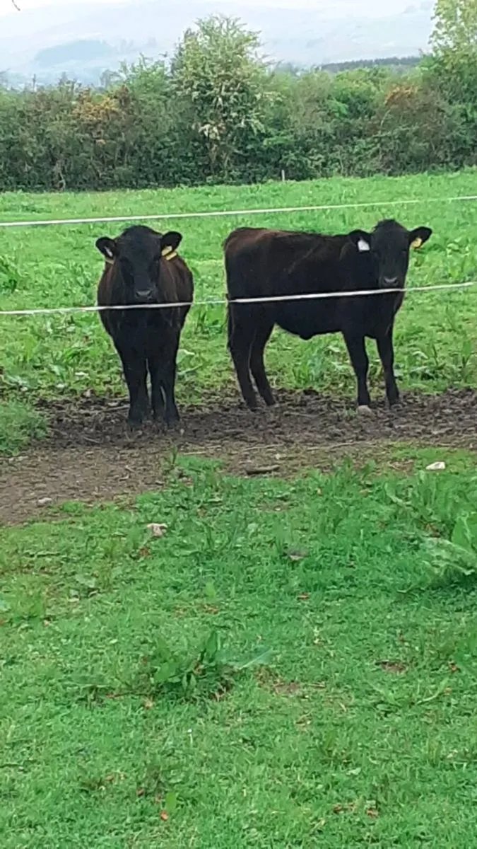 Dexter Heifers - Image 2