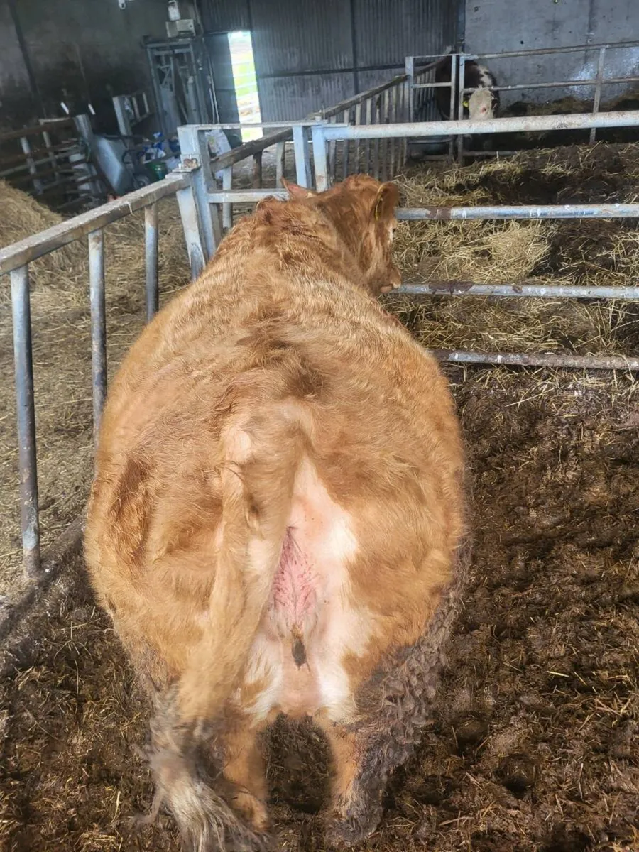 springer heifer - Image 4