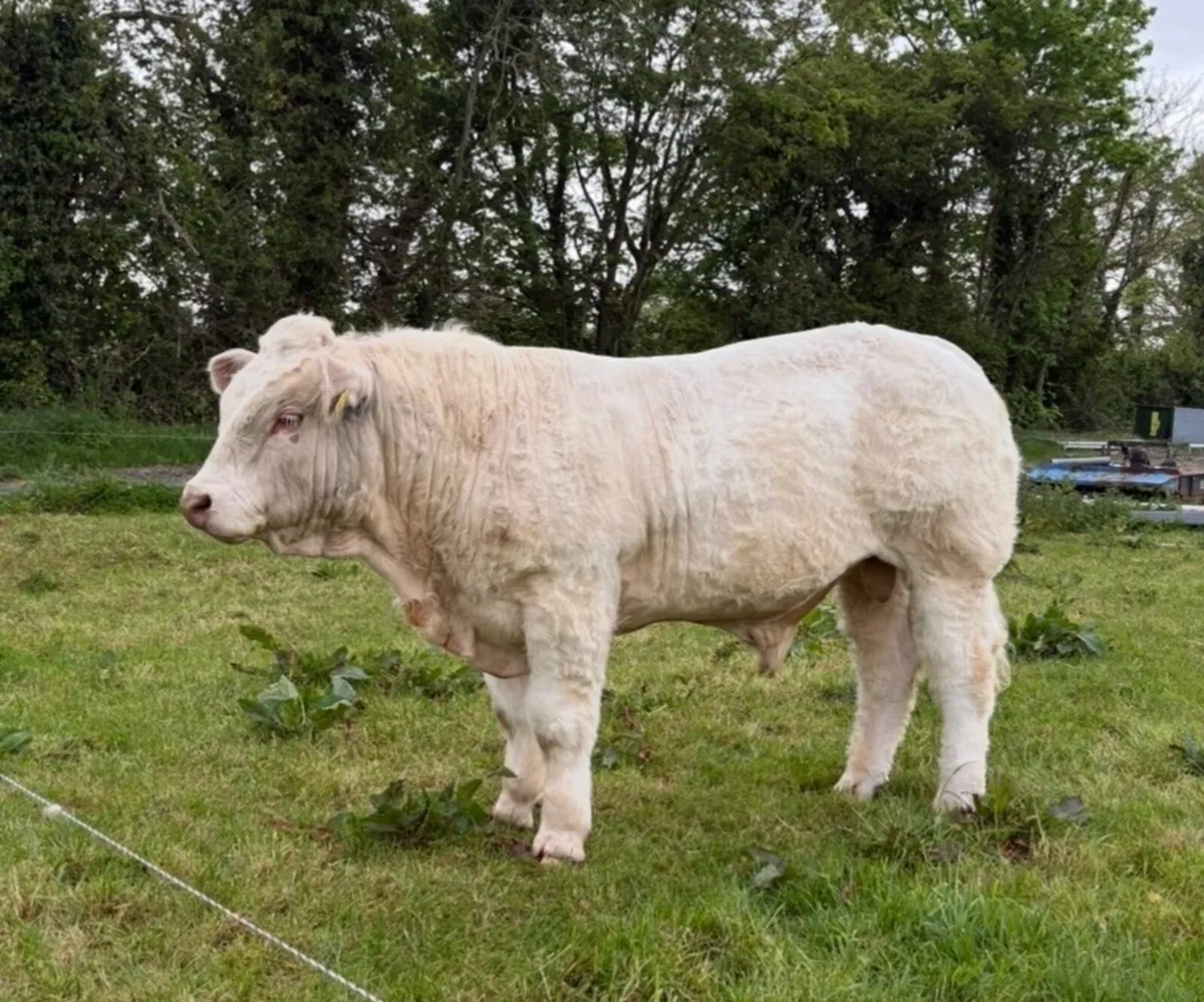 Super Charolais bull - Image 2