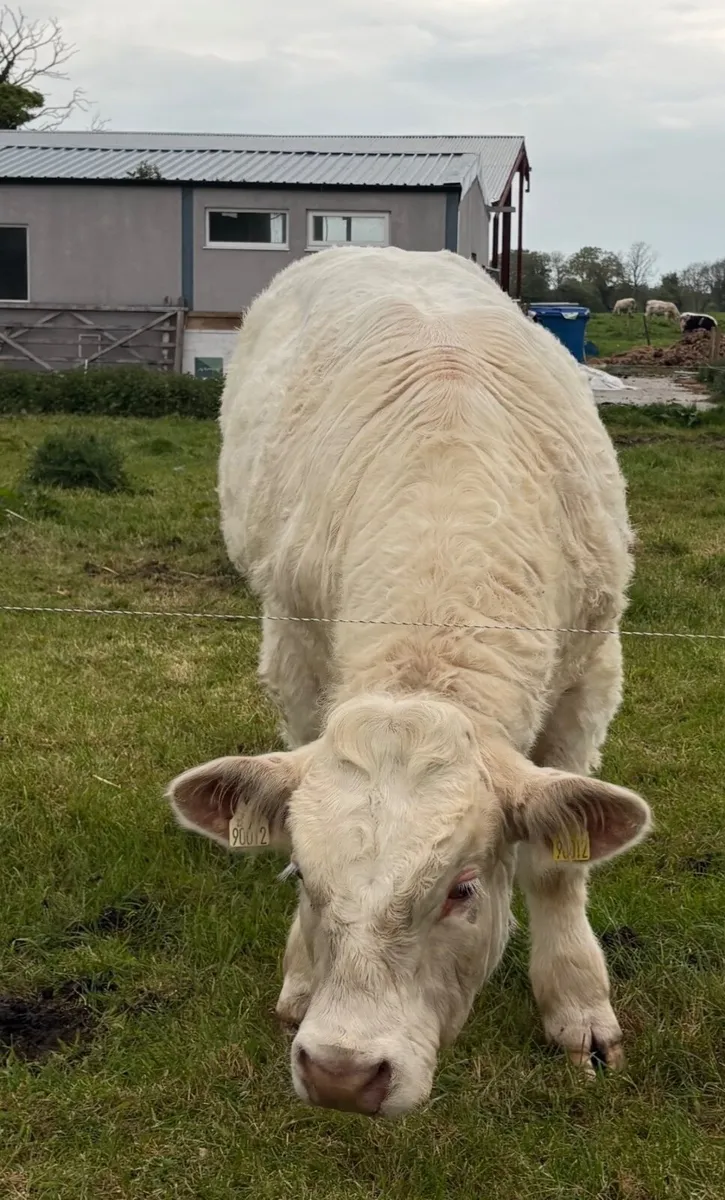 Super Charolais bull - Image 3