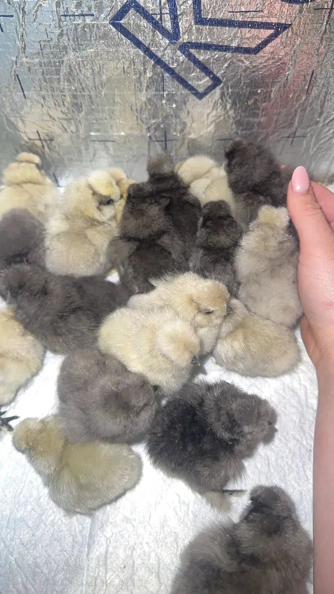 Silkie & Brahma Chicks - Image 2