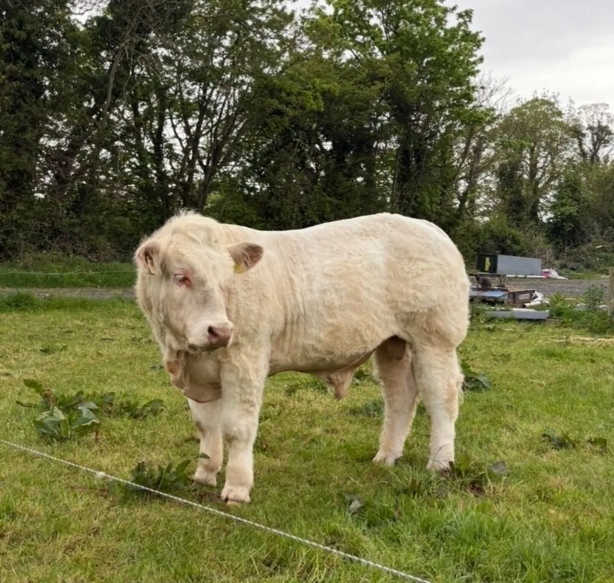 Super Charolais bull - Image 1