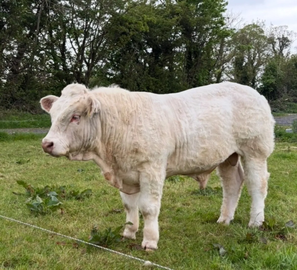 Super Charolais bull - Image 4