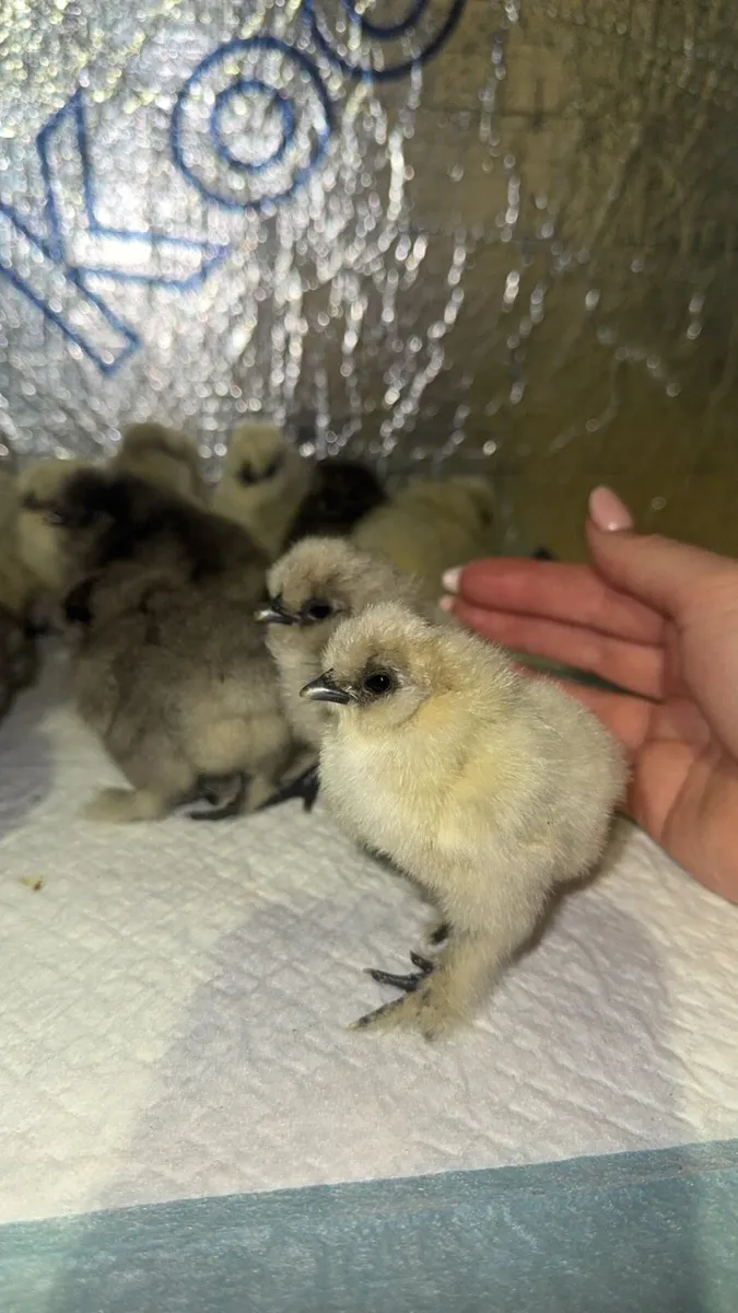 Silkie & Brahma Chicks - Image 1