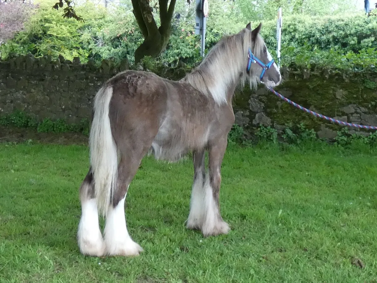 Top class colt for sale - Image 3