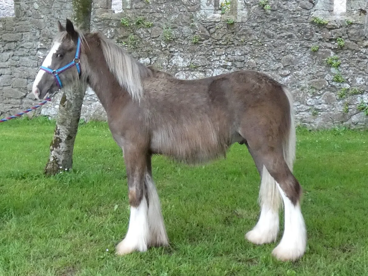 Top class colt for sale - Image 4