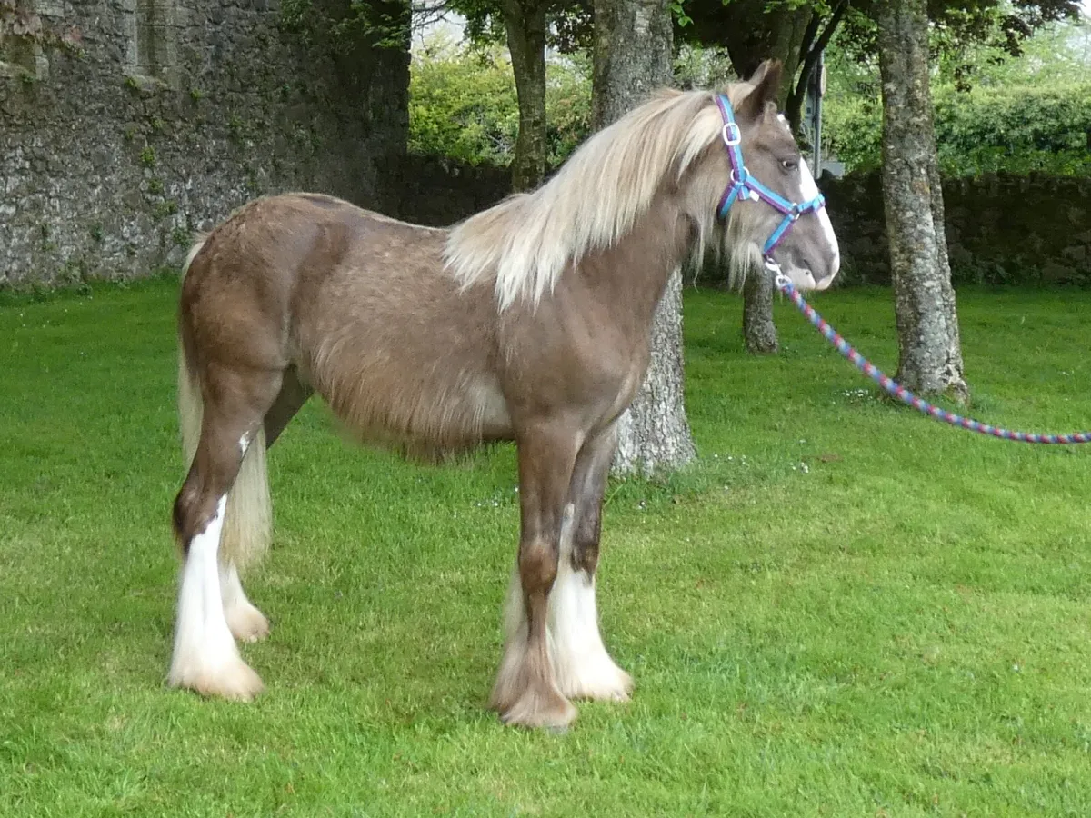 Top class colt for sale - Image 1