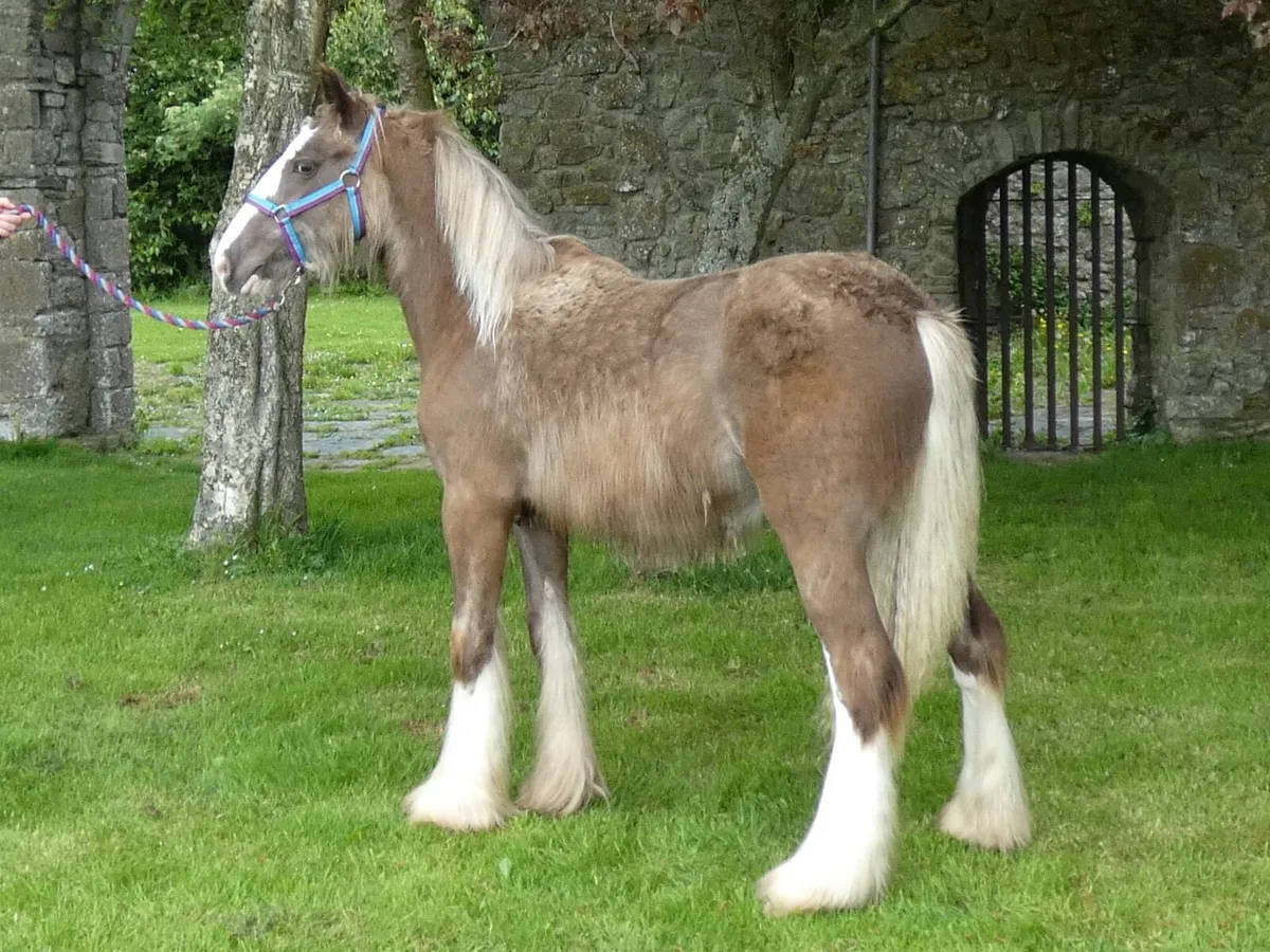 Top class colt for sale - Image 2