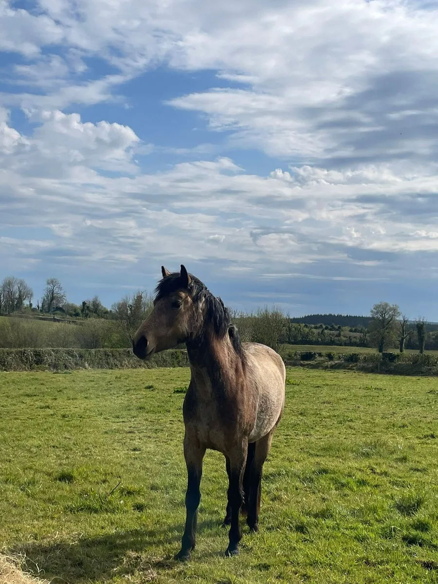 Connemara pony - Image 1