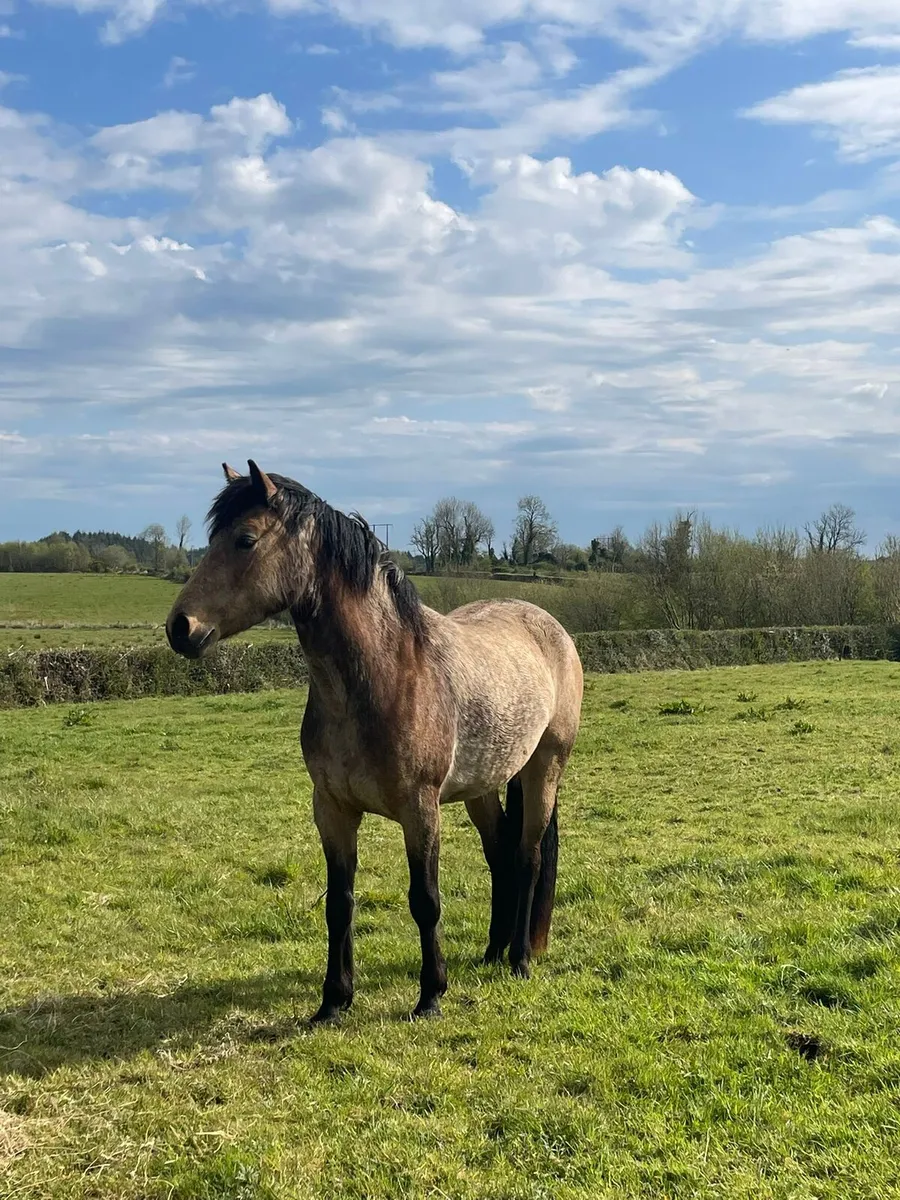 Connemara pony - Image 2
