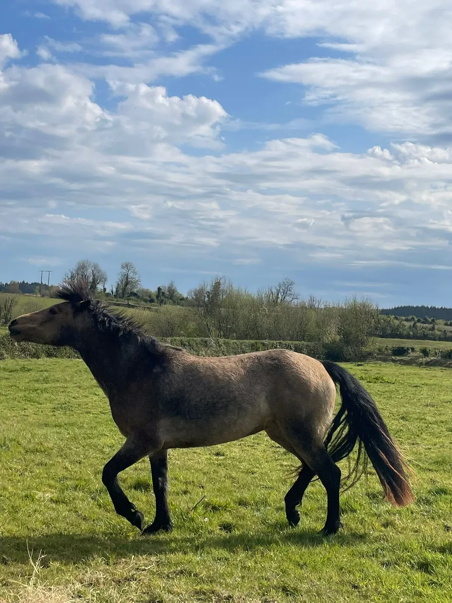 Connemara pony - Image 3