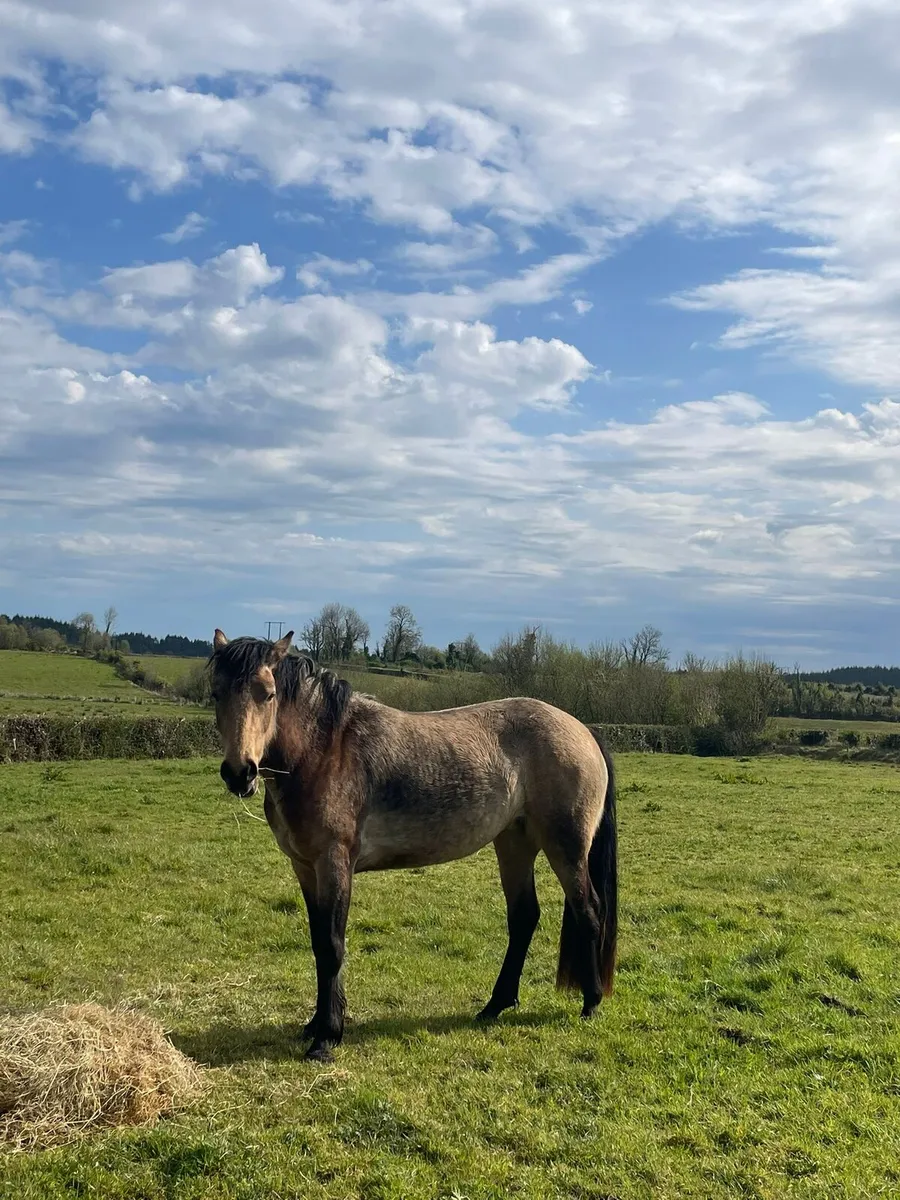 Connemara pony - Image 4