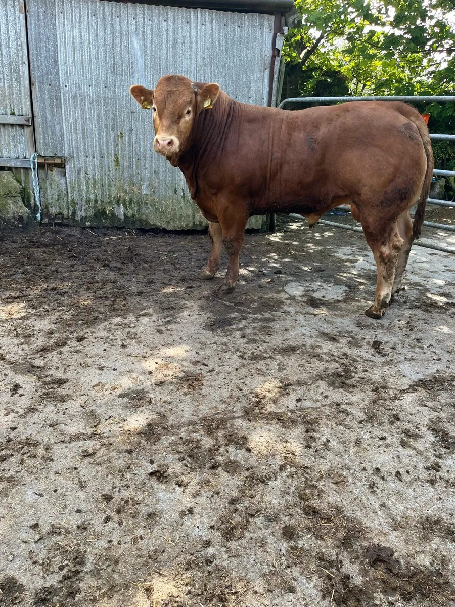 Pedigree limousin Bulls - Image 1