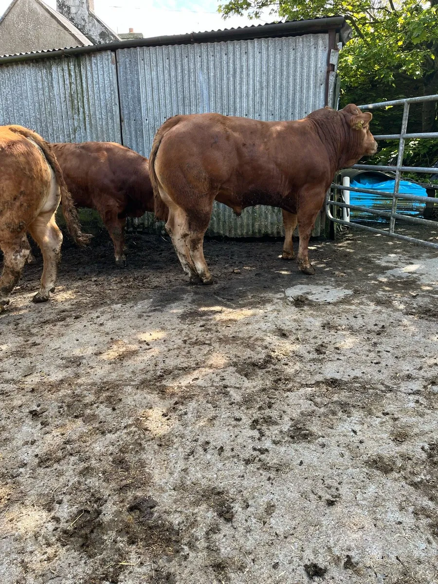 Pedigree limousin Bulls - Image 2