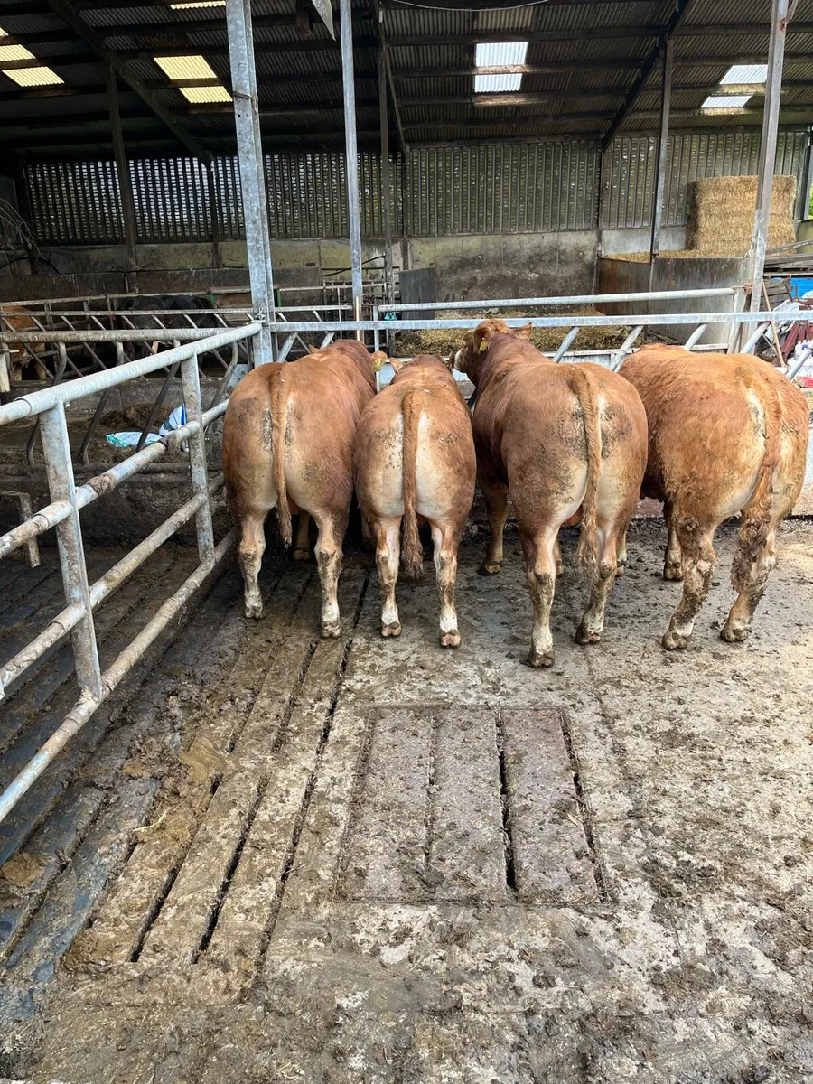 Pedigree limousin Bulls - Image 3