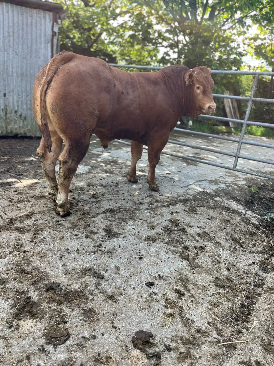 Pedigree limousin Bulls - Image 4