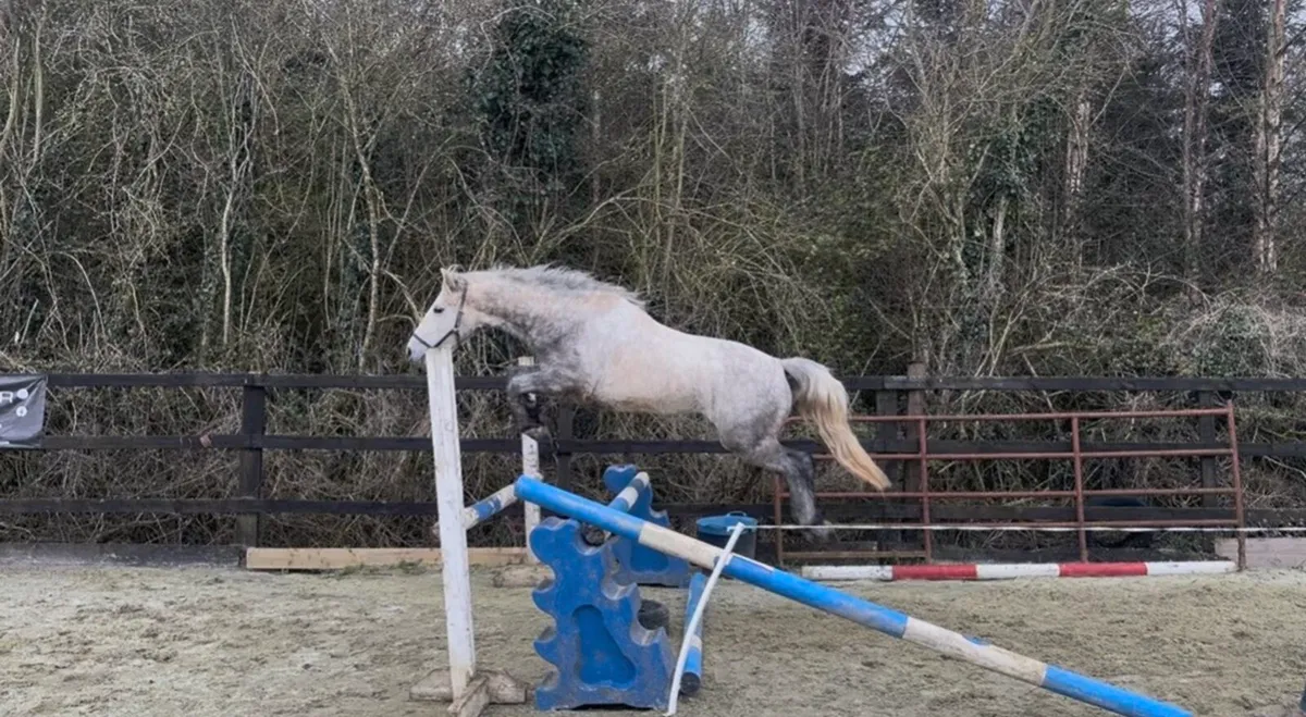 3 year old Connemara gelding - Image 3