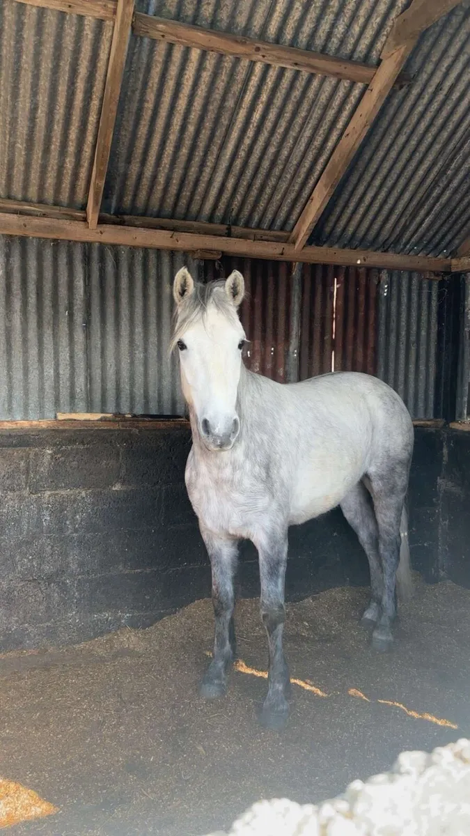 3 year old Connemara gelding - Image 1