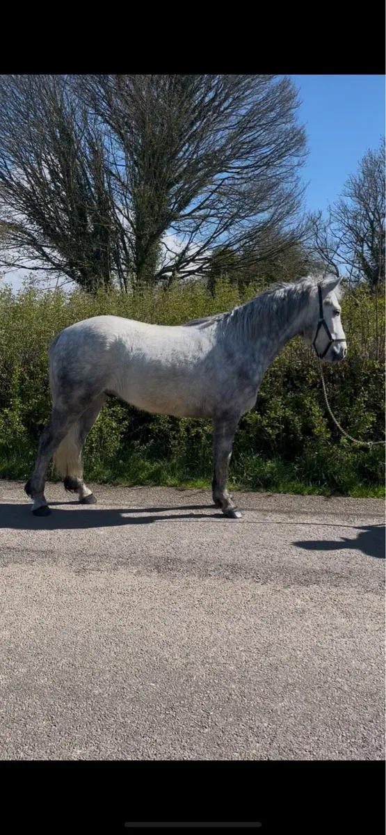 3 year old Connemara gelding - Image 2