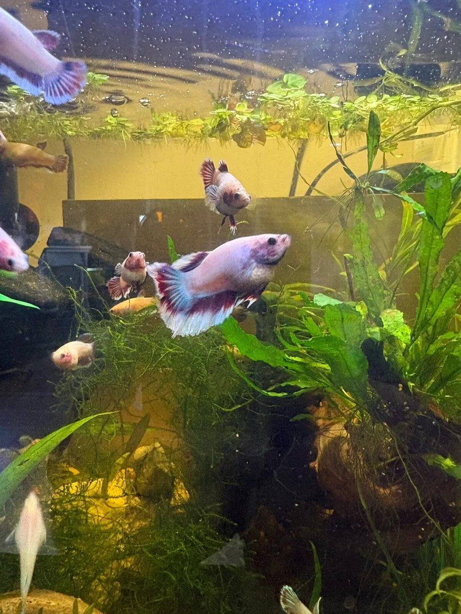 Betta Fish - Image 1
