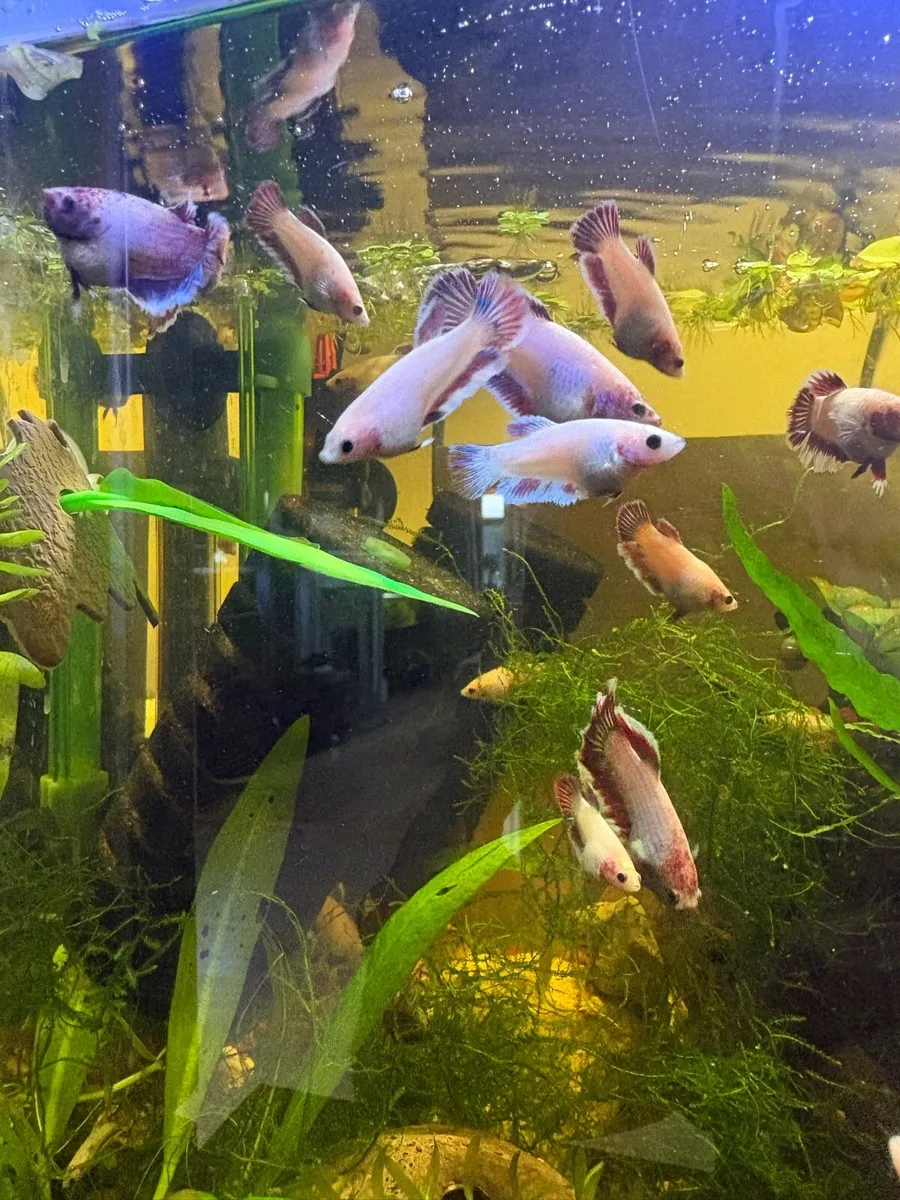 Betta Fish - Image 2