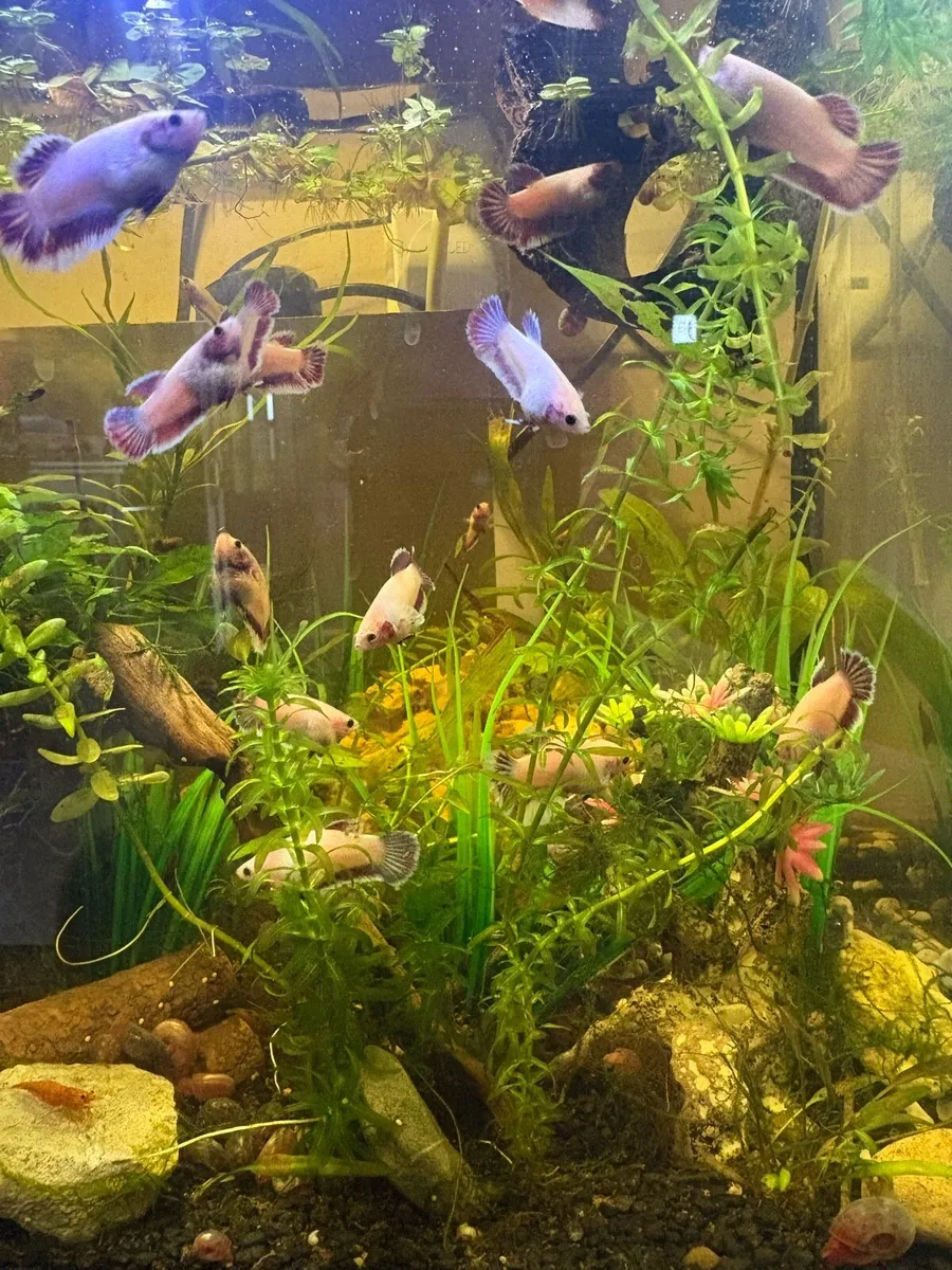 Betta Fish - Image 3