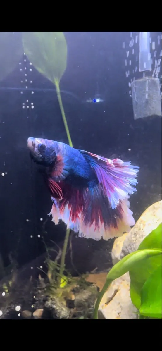 Betta Fish - Image 4