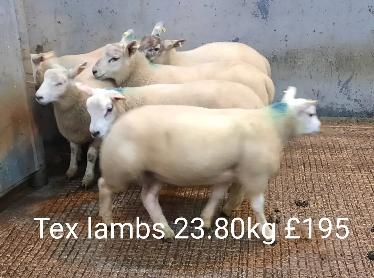 Sheep Sale Market Report - Image 1