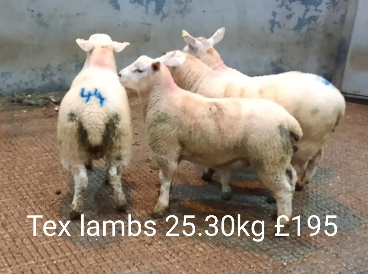 Sheep Sale Market Report - Image 2