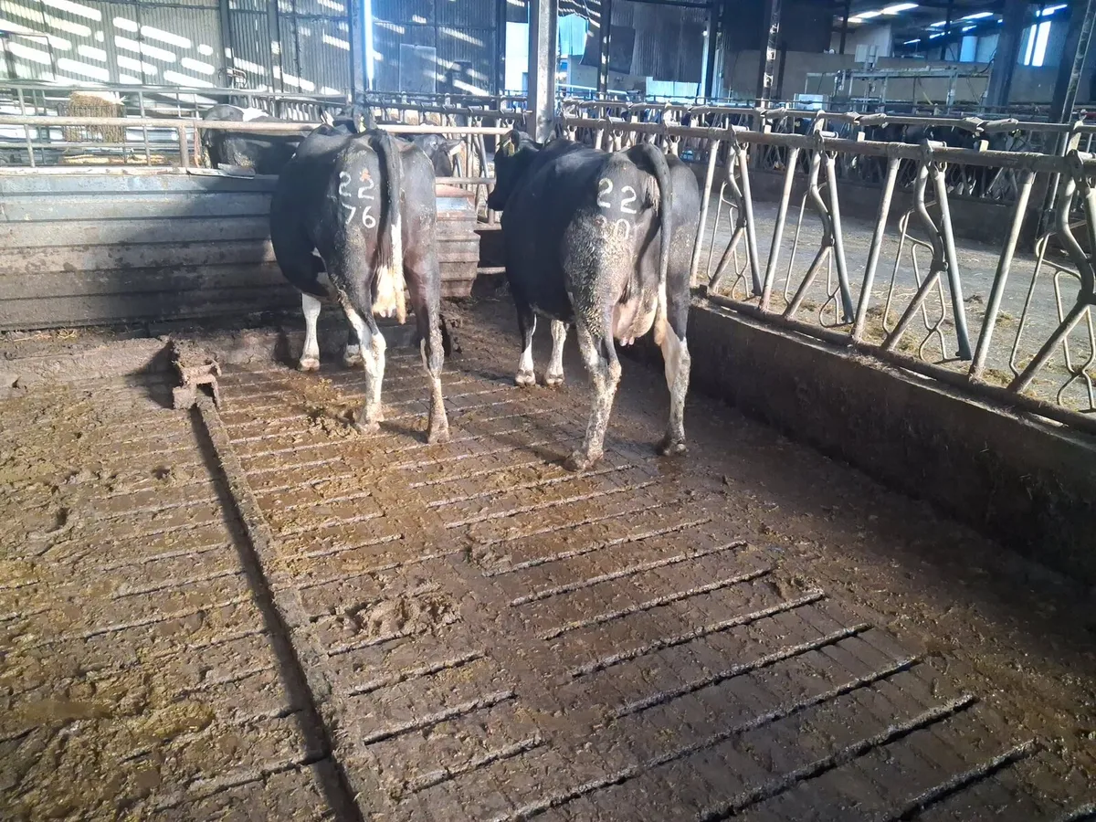 Cows - Image 1