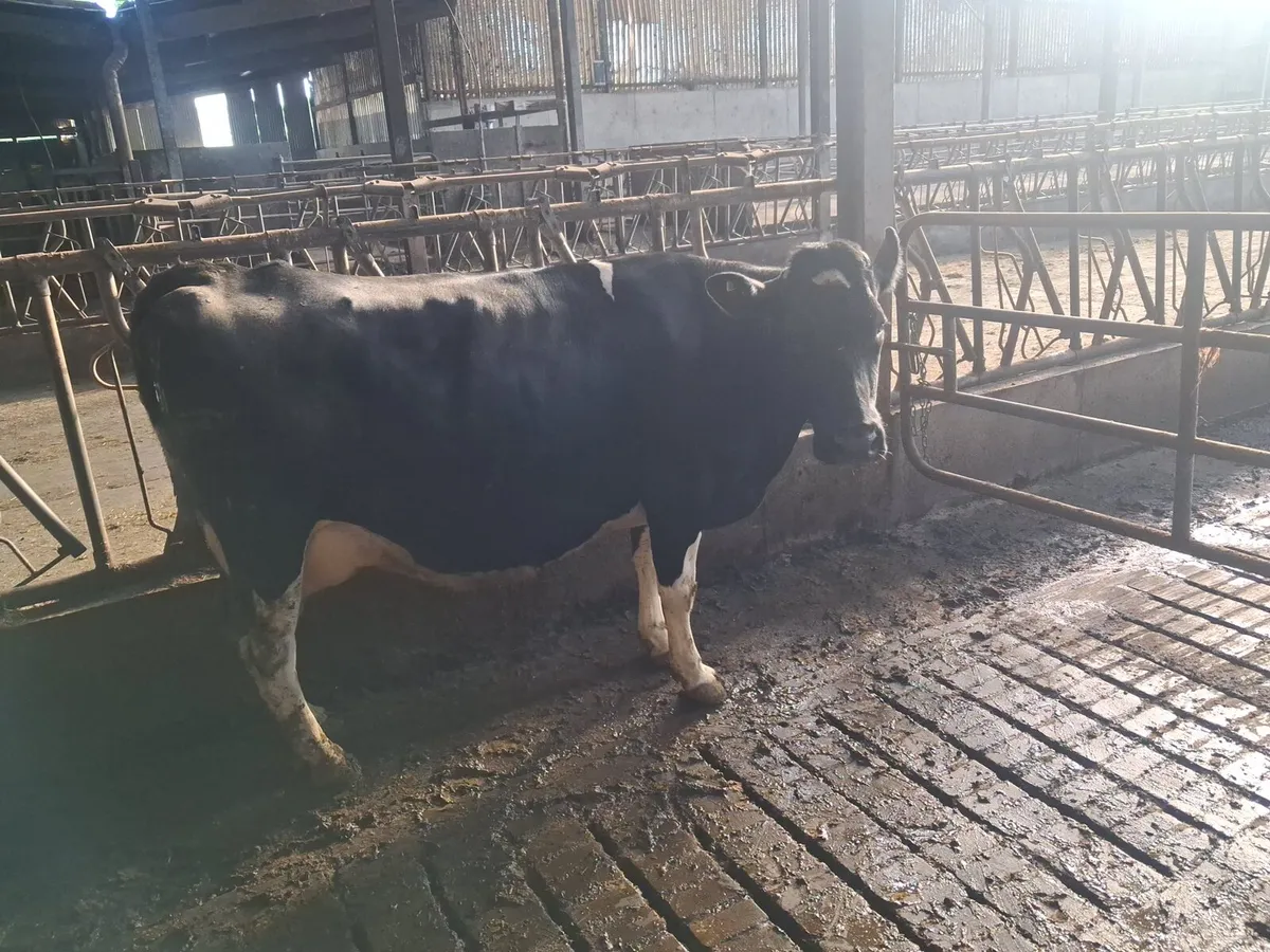 Cows - Image 2