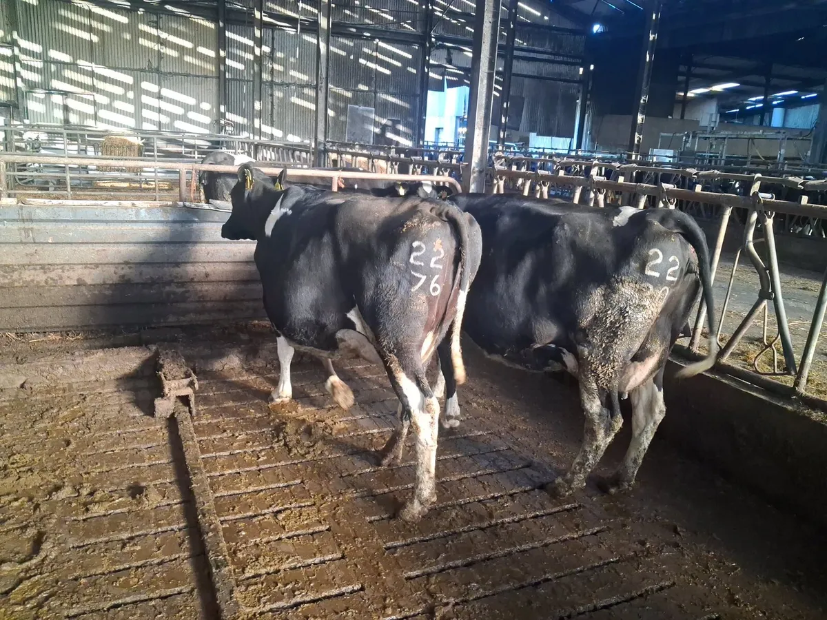 Cows - Image 3