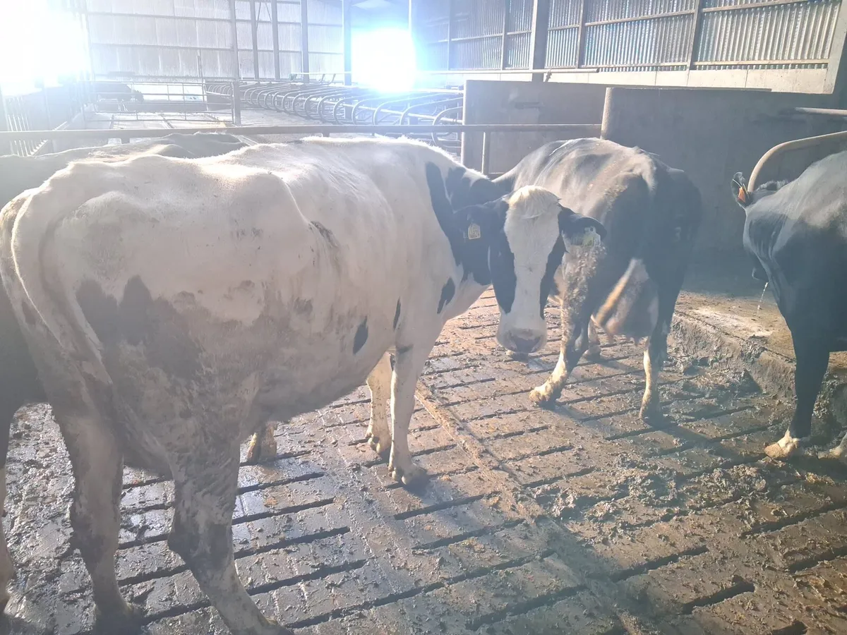 Cows - Image 4