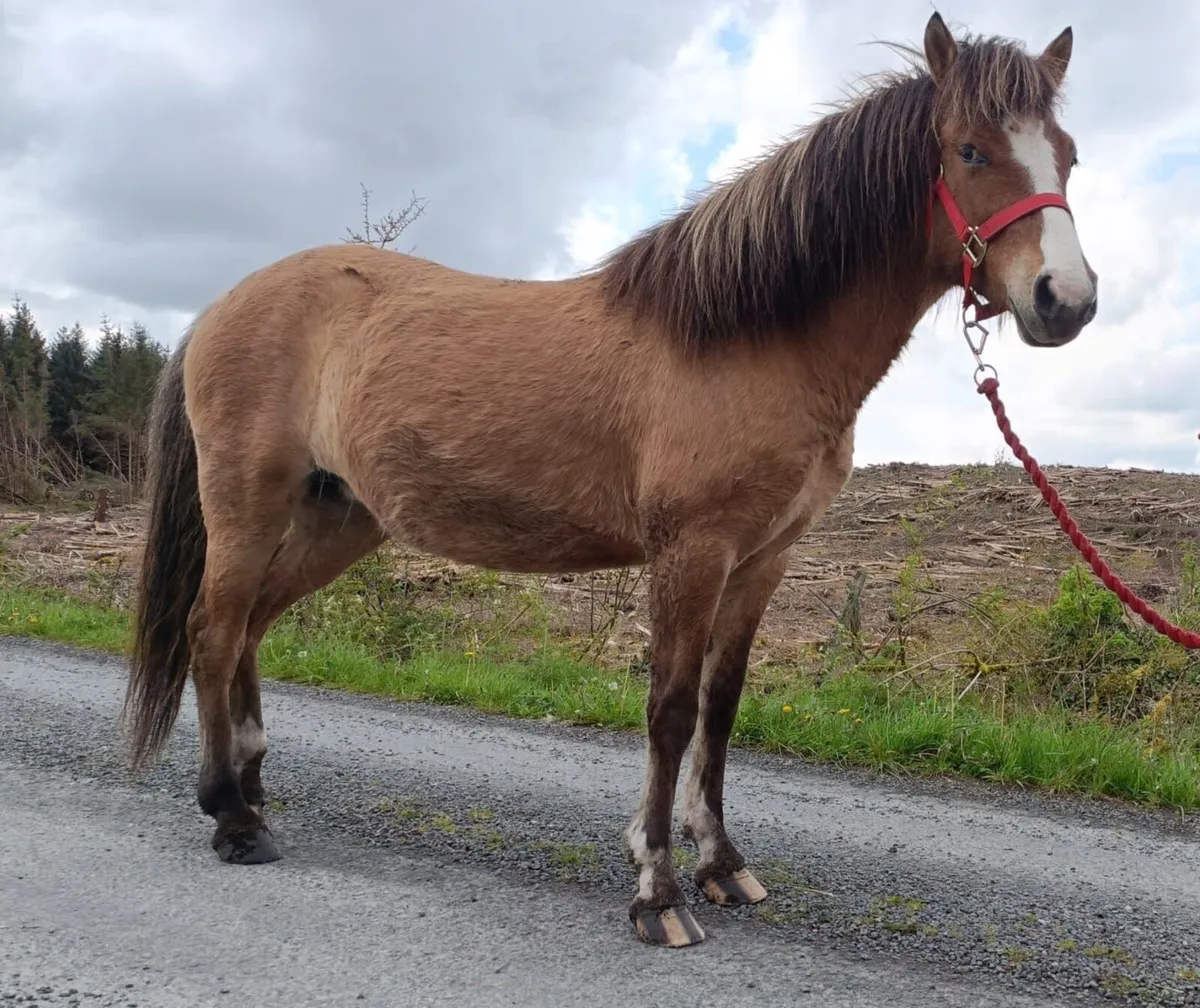 Kerry bog pony - Image 1