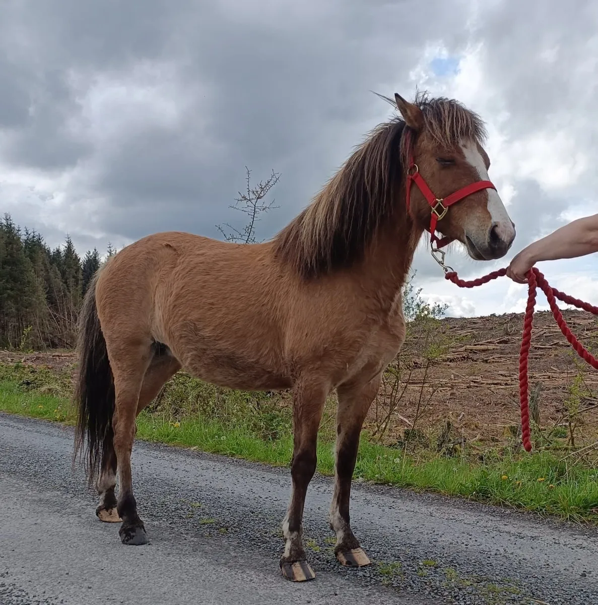 Kerry bog pony - Image 2