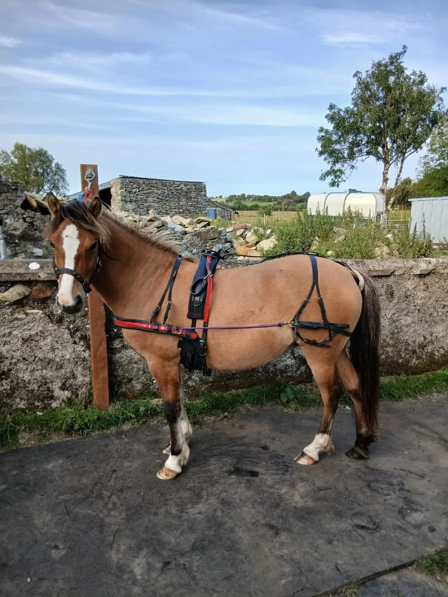 Kerry bog pony - Image 3