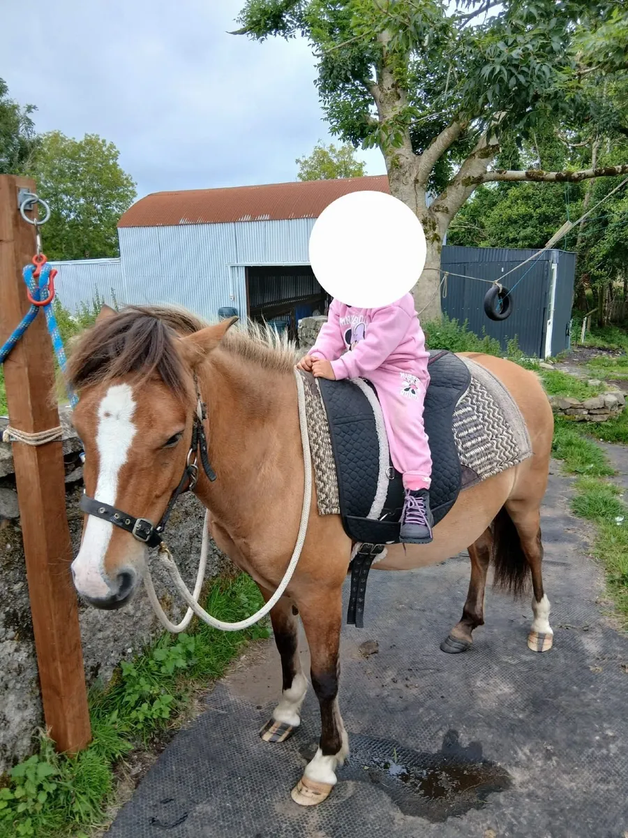 Kerry bog pony - Image 4