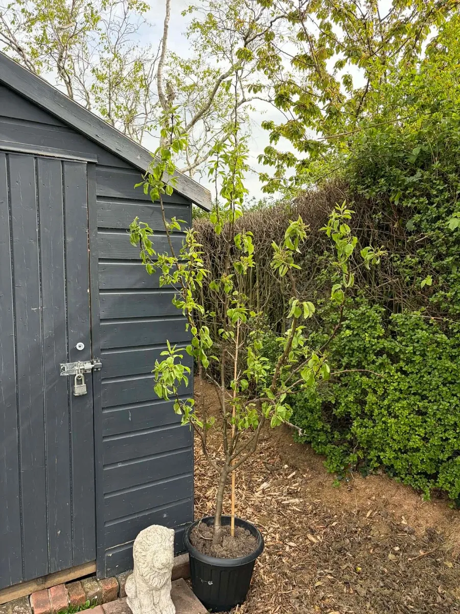 Pear tree