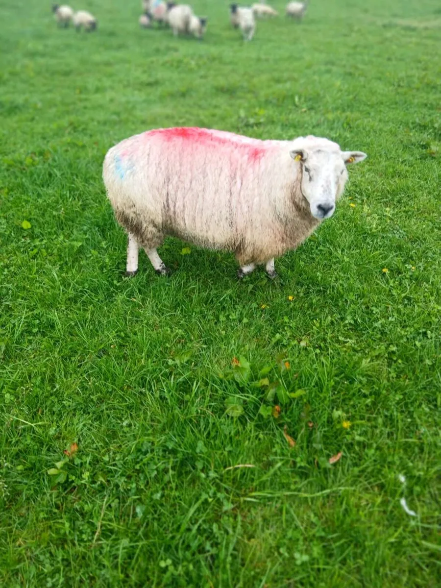 Ewes and lambs - Image 1