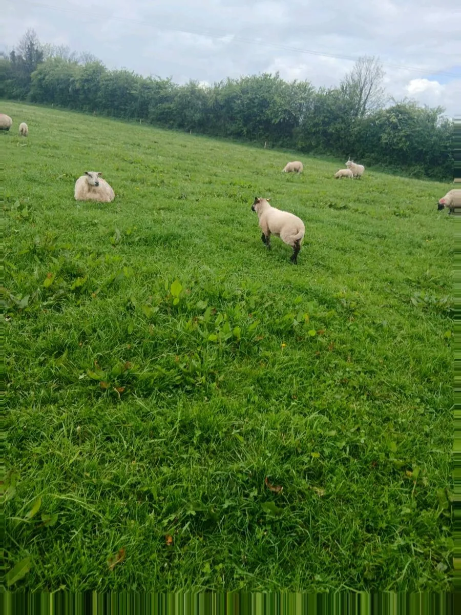 Ewes and lambs - Image 2