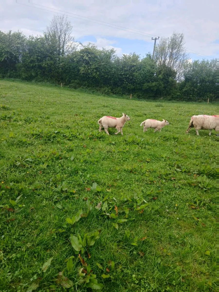Ewes and lambs - Image 3