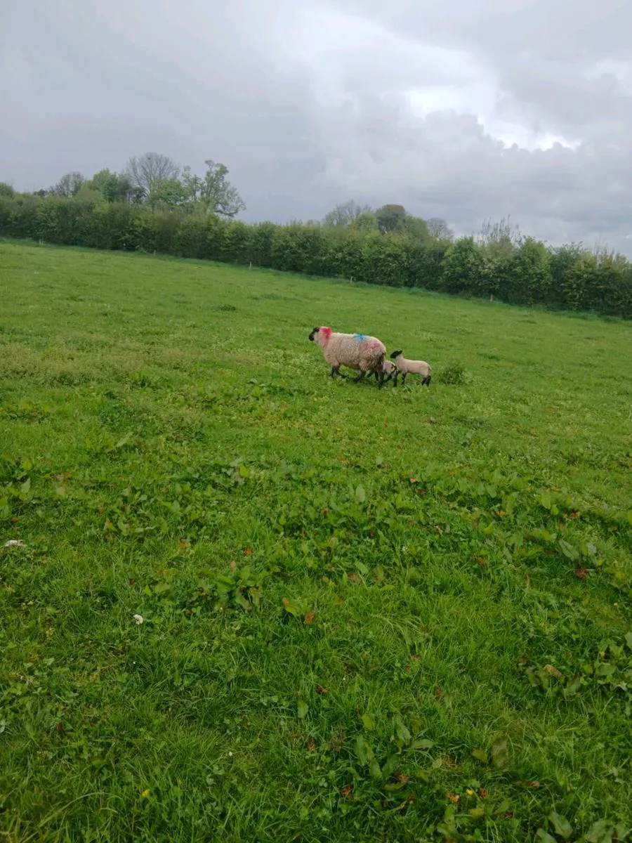 Ewes and lambs - Image 4