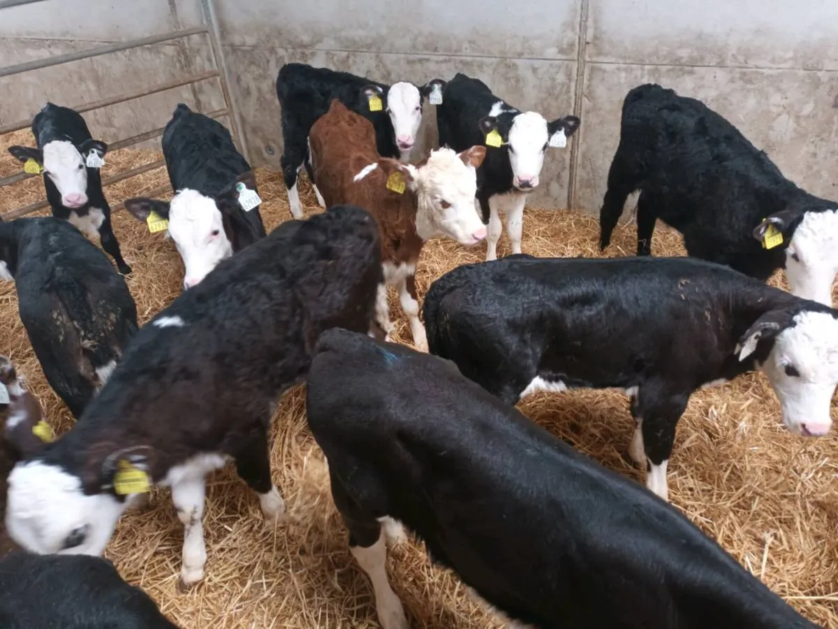 12 HEREFORD HEIFER CALVES FOR SALE - Image 2