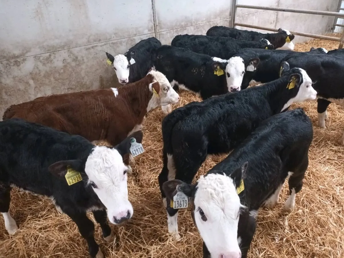 12 HEREFORD HEIFER CALVES FOR SALE - Image 3
