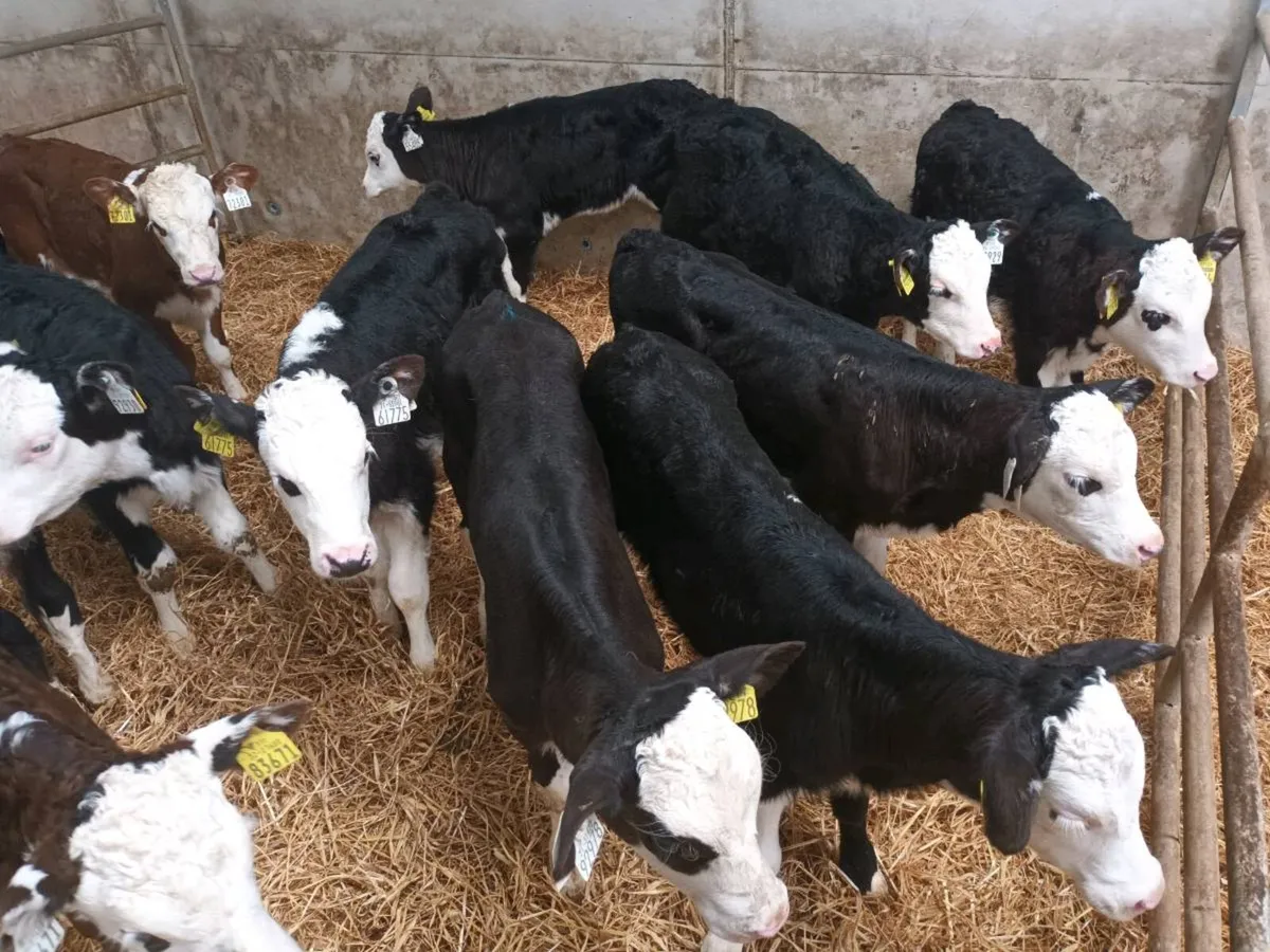 12 HEREFORD HEIFER CALVES FOR SALE - Image 4