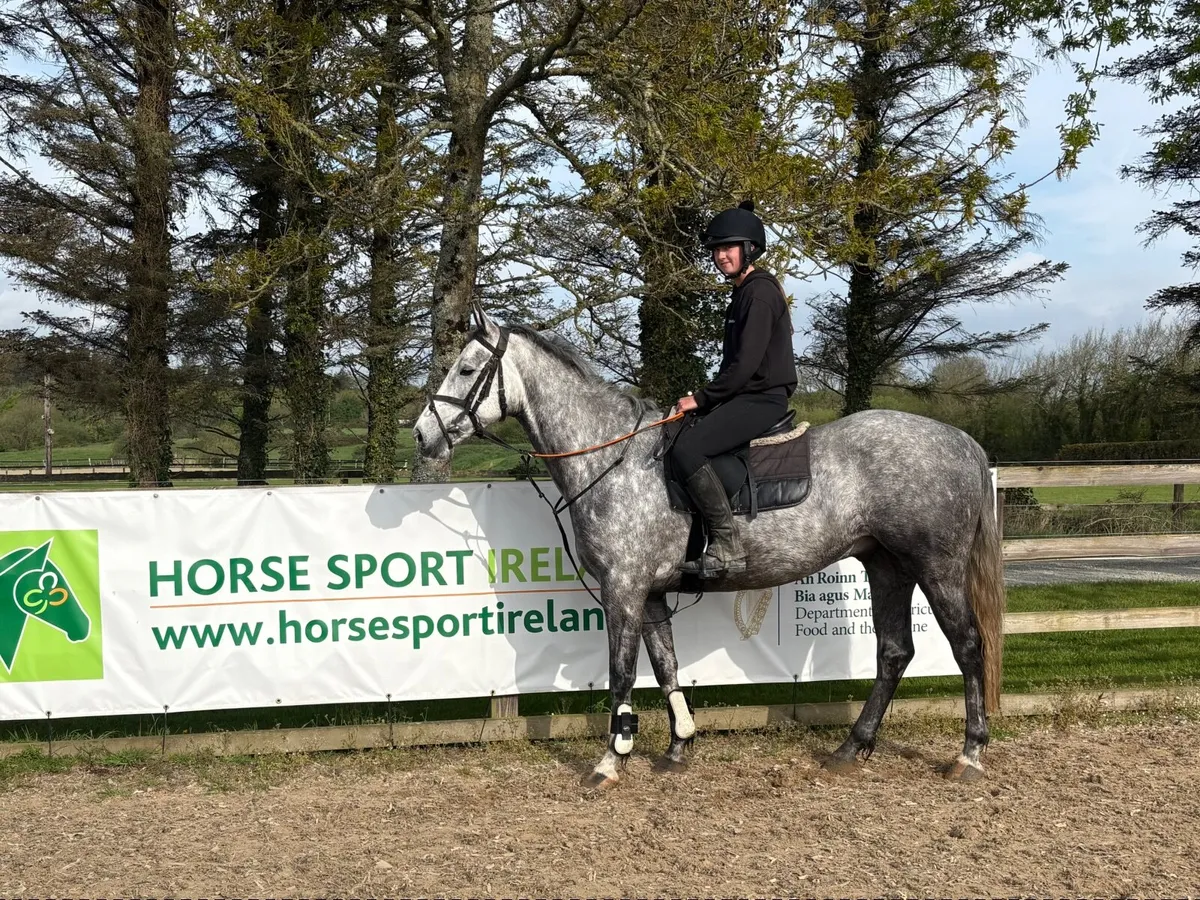 Electric Flash 4Yo, Goresbridge Lot 516 stable 109 - Image 2