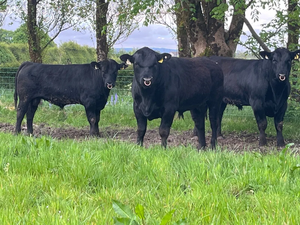 Pedigree Angus Bulls - Image 1