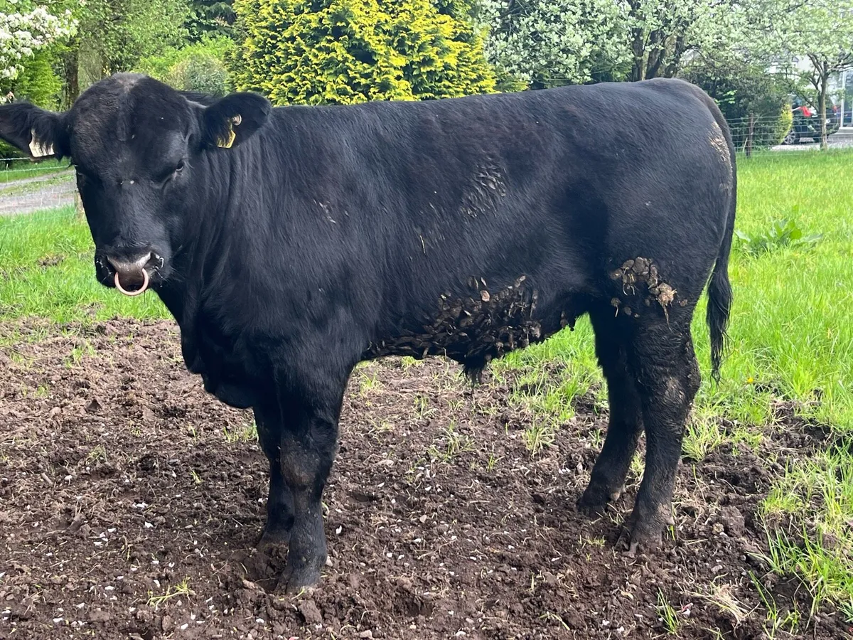Pedigree Angus Bulls - Image 3