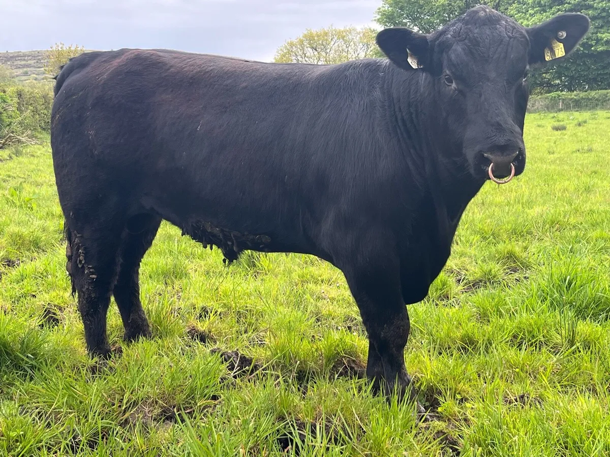 Pedigree Angus Bulls - Image 2